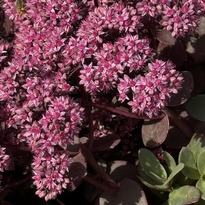 Sedum Sunsparkler&reg; Cherry Tart
