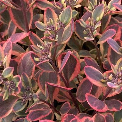 Sedum SunSparkler@reg; Dazzling Dynamite
