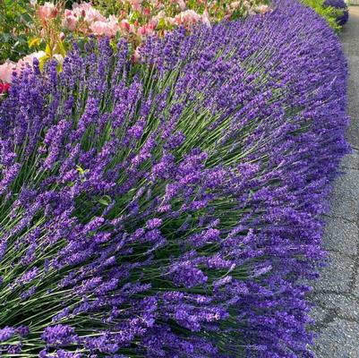 Lavandula angustifolia Blue Jeans