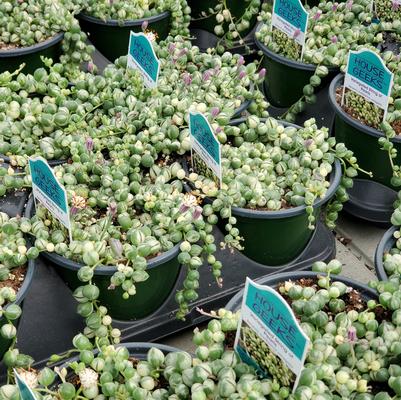 Senecio rowleyanus Variegata