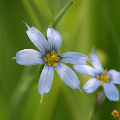 Sisyrinchium angustifolium 