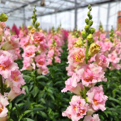 Antirrhinum majus DoubleShot Appleblossom