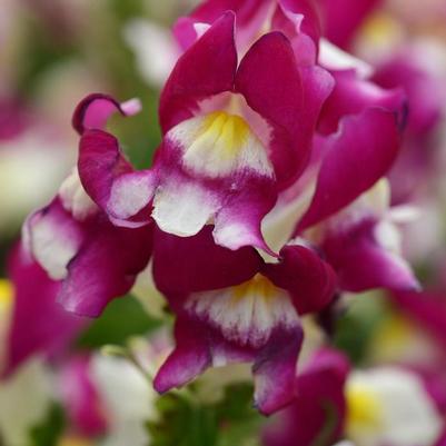 Antirrhinum majus Snapshot&trade; Burgundy Bicolor 