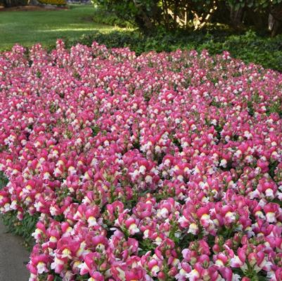 Antirrhinum majus Snapshot&trade; Coral Bicolor