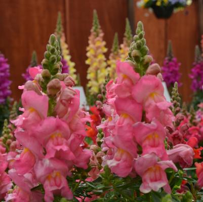 Antirrhinum majus Snapshot&trade; Pink