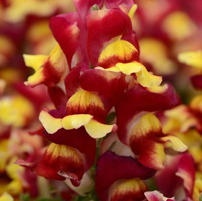 Antirrhinum majus Snapshot&trade; Red Bicolor