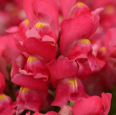 Antirrhinum majus Snapshot&trade; Rose