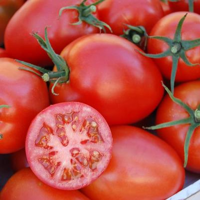 Solanum lycopersicon Amish Paste