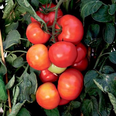 Solanum lycopersicon Big League