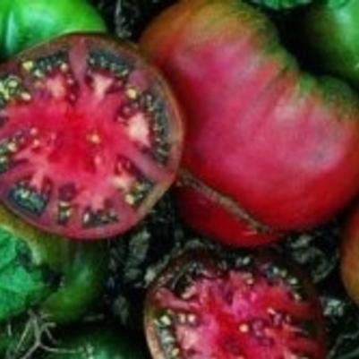 Solanum lycopersicon Black Krim