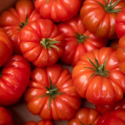 Solanum lycopersicon Buffalosteak