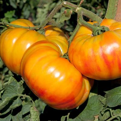 Solanum lycopersicon Buffalosun