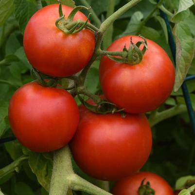 Solanum lycopersicon Early Girl