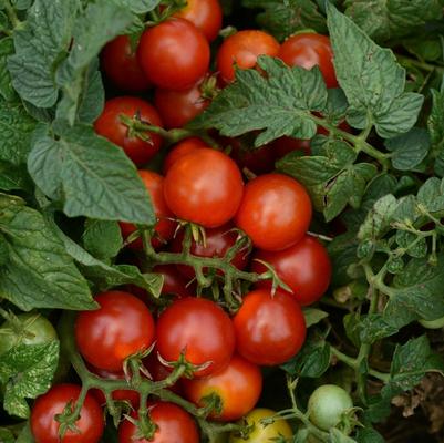 Solanum lycopersicon Little Bing