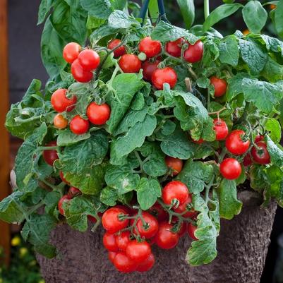 Solanum lycopersicon Little Birdy Red Robin