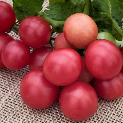 Solanum lycopersicon Little Birdy Rosy Finch