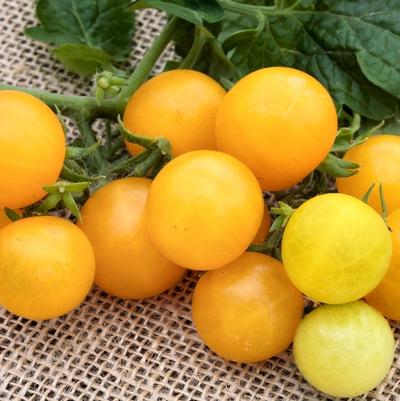 Solanum lycopersicon Little Birdy Yellow Canary