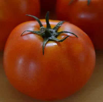 Solanum lycopersicon Little Sicily