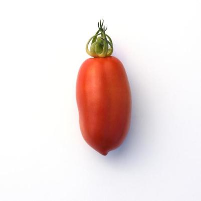 Solanum lycopersicon San Marzano