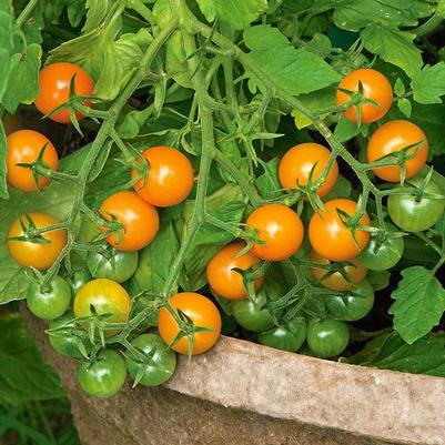 Solanum lycopersicon Sungold