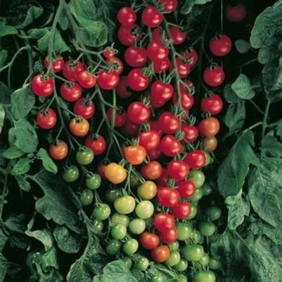 Solanum lycopersicon Super Sweet 100
