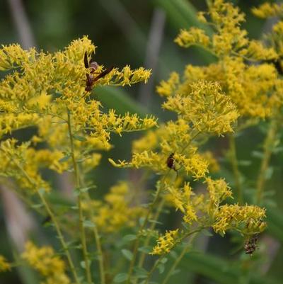 Solidago odora 