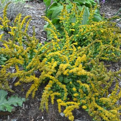 Solidago sphacelata Golden Fleece