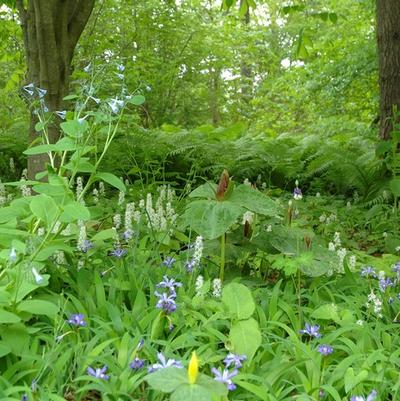 Tiarella cordifolia 