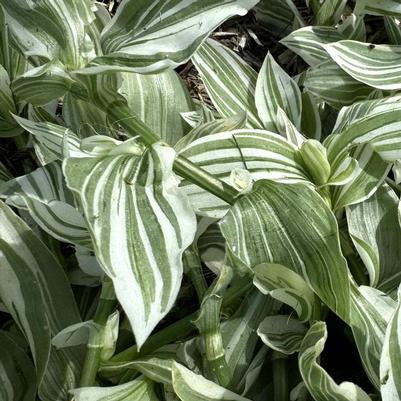 Tradescantia Pistachio White