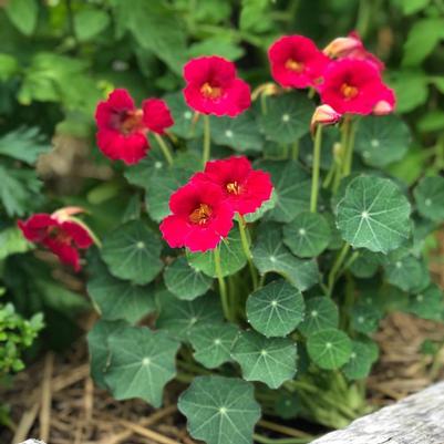 Tropaeolum minus Baby Rose