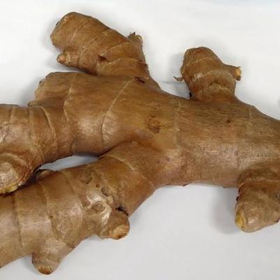 Zingiber officinale