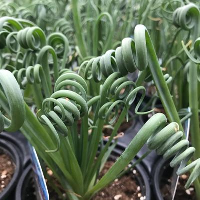 Albuca spiralis Frizzle Sizzle