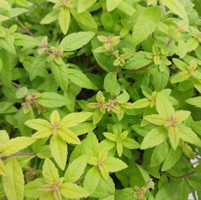 Aloysia citrodora Golden Wind ORG