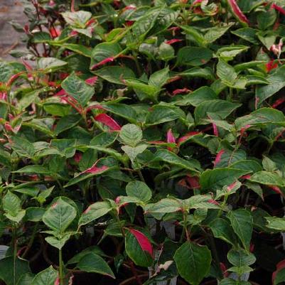 Alternanthera Partytime