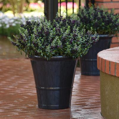 Angelonia AngelFlare Black