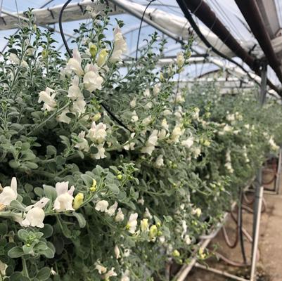 Antirrhinum glutinosum Gummy Snaps