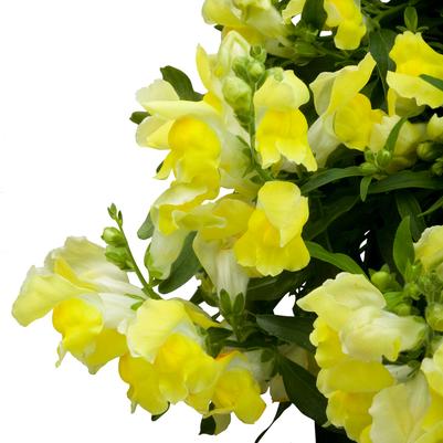 Antirrhinum majus nanum pendula Candy Showers Yellow