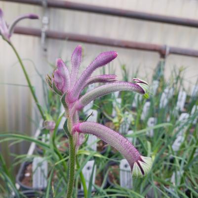 Anigozanthos Celebrations™ Carnival