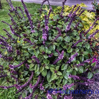 Basil basilicum × kilimandscharicum African Blue