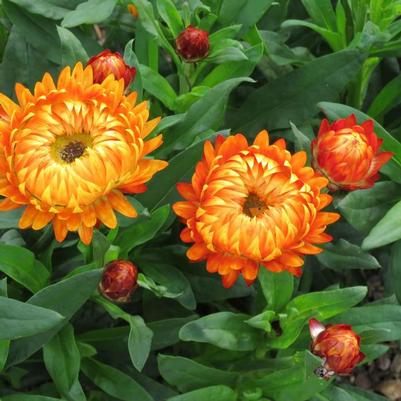 Bracteantha bracteata Granvia Harvest Orange