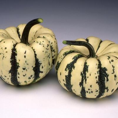 Cucurbita Sweet Dumpling