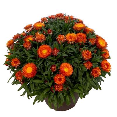 Bracteantha bracteata Sunbrero Orange