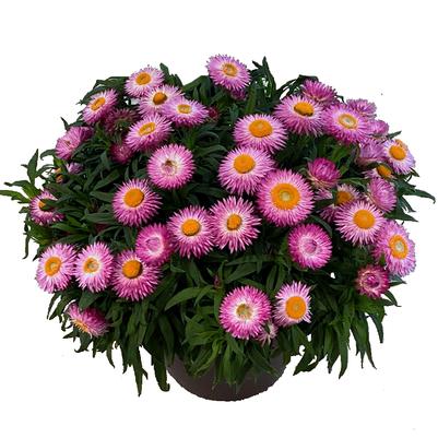 Bracteantha bracteata Sunbrero Pink
