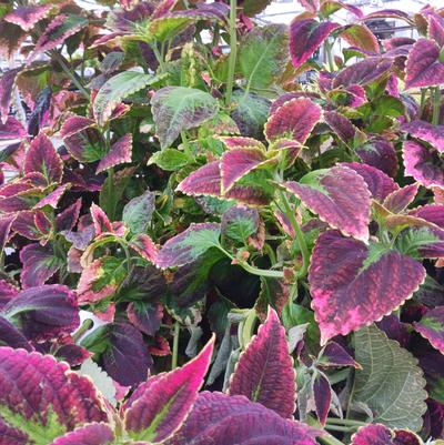 Coleus scutellarioides Japanese Giant