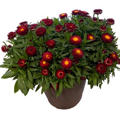 Bracteantha bracteata Sunbrero Red