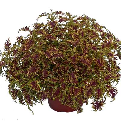 Coleus × hybridus Skeletal