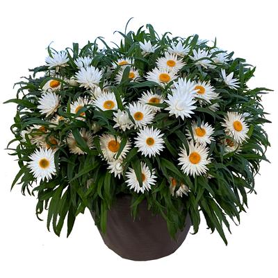 Bracteantha bracteata Sunbrero White