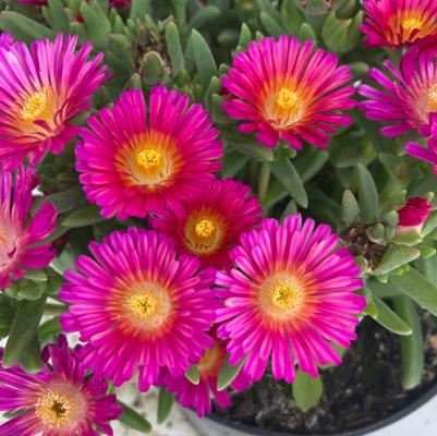 Delosperma cooperi Next Level Magenta