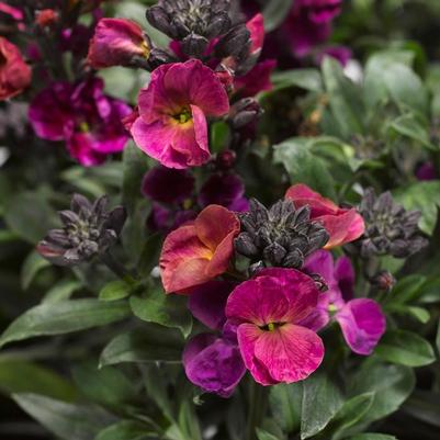 Erysimum linifolium Erysistible&trade; Magenta