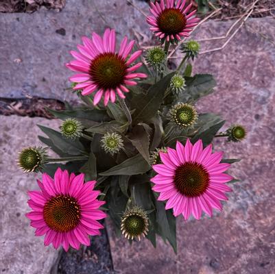 Echinacea PowWow Mix
